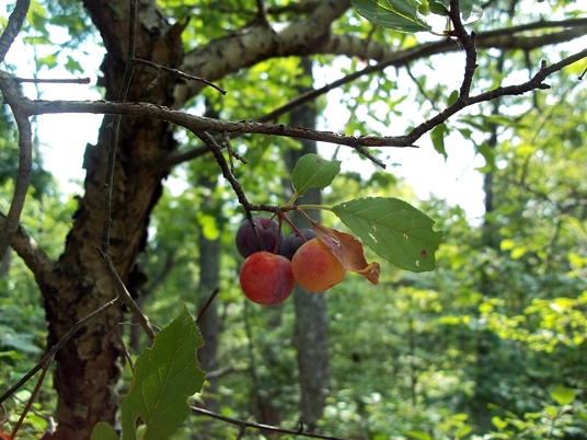 {Prunus alleghaniensis}